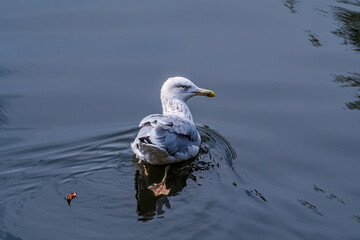 Herring Gull (Larus argentatus) in park, Russia