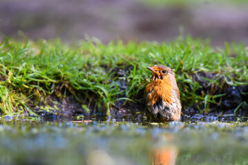 Robin taking a bath