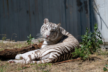 White Bengal tiger ( panthera tigris tigris) in their natural habitat.