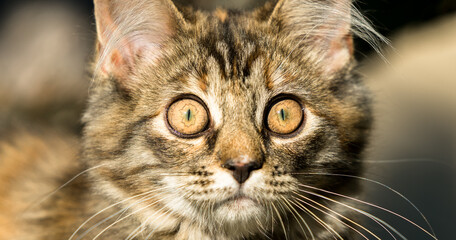 Portrait of a 4 month old mongrel cat. Latin: Felis catus. Tabby kitten climbing on tree. Her irises are dilated. She looks with wide curious eyes at the photographer.