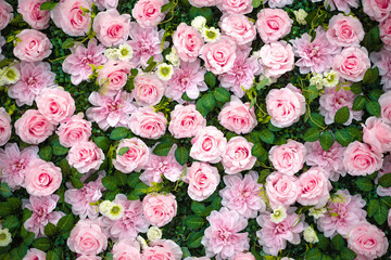 pink and white flowers