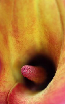 Orange calla flowers