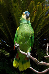Blue-fronted Parrot (Amazona aestiva)