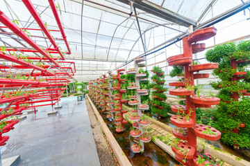 Soilless crops grown in red pipes in modern greenhouses.