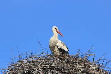 stork in the nest