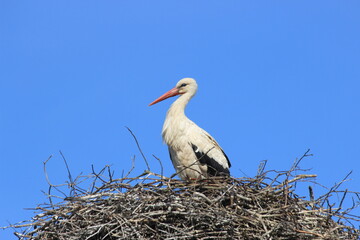stork in nest