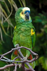 Blue-fronted Parrot (Amazona aestiva)