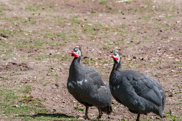 Helmeted Guineafowl (Numida meleagris) in park