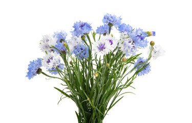 beautiful bouquet of cornflowers isolated