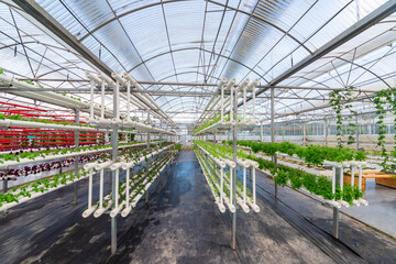 Soilless crops grown in pipes in modern greenhouses.