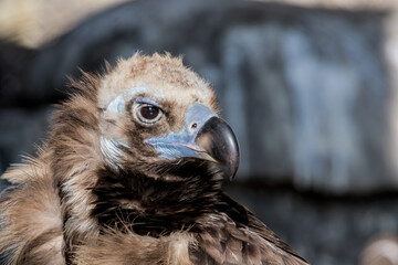 Cinereous Vulture (Aegypius monachus) in Caucasus, Republic of Dagestan, Russia