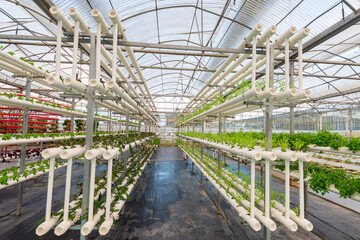 Soilless crops grown in pipes in modern greenhouses.