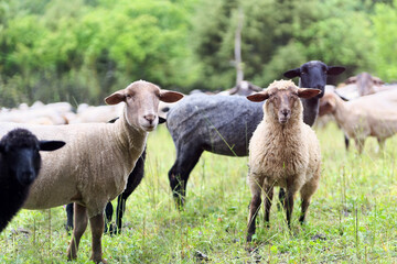 Schafe stehen als Herde auf einer Weide und blicken in die Kamera