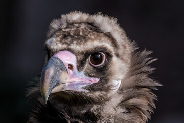 Cinereous Vulture (Aegypius monachus) in Caucasus, Republic of Dagestan, Russia