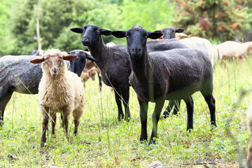 Schafe stehen als Herde auf einer Weide und blicken in die Kamera