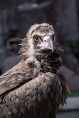 Fototapeta premium Cinereous Vulture (Aegypius monachus) in Caucasus, Republic of Dagestan, Russia