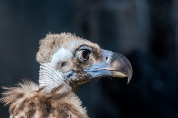 Cinereous Vulture (Aegypius monachus) in Caucasus, Republic of Dagestan, Russia