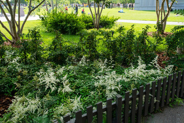 Trees and perennials   inshady alley  on New Holland , artificial island,  in St. Petersburg. A charming summer day in area of relax in Russia