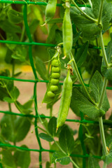 green peas growing in the garden
