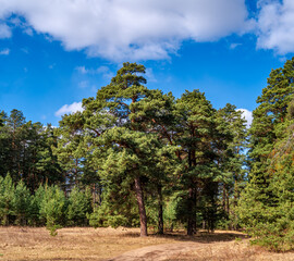 Obraz premium Scots Pine (Pinus sylvestris) in forest, Central Russia