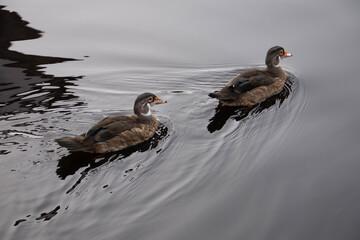 A pair of ducks with a bright color cut through the gray silver water surface. Sailing one after another. Couple family