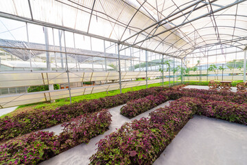 Agricultural plants grown in a modern greenhouse.