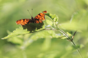Butterfly siting on green plant