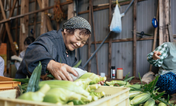 Japanese Old Female Corn Farmer Dressed Their Traditional Clothes