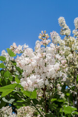 Common Lilac (Syringa vulgaris) in park, Central Russia