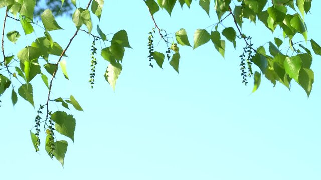 Closeup view 4k video footage of beautiful spring branches of trees with young bright leaves growing isolated at clear blue sky background.