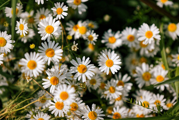 Full bloom of camomile or chamomile flowers. Daisy flower.
