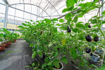 Eggplant grown in modern agricultural greenhouses.