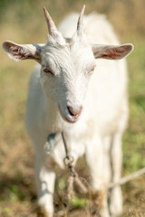 Young white goat eats grass in a summer meadow. White goat grazes in the meadow.