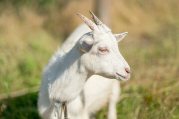 Young white goat eats grass in a summer meadow. White goat grazes in the meadow.
