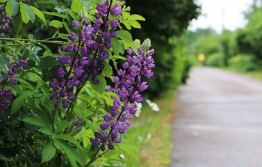 empty road in the village and lupins flowers