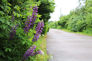 empty road in the village and lupins flowers