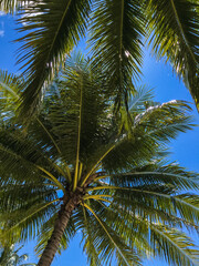 Fototapeta na wymiar Beautiful view from the bottom up, as through the dense foliage of a coconut palm you can see the blue sky of Thailand.
