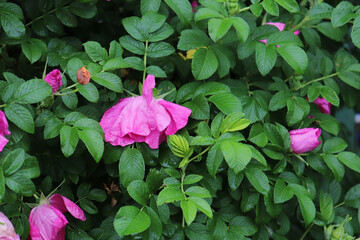 rosehip Bush in the garden