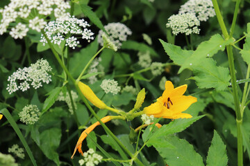 daylily flowers after rain in the garden