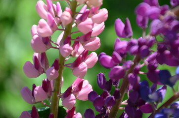 close-up of purple lupine flowers.Summer field of flowers in nature with a blurred background.selective focus. Lilac violet Lupinus