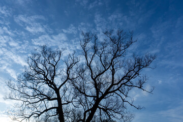 Silhouette of a dark tree without leaves with crooked branches