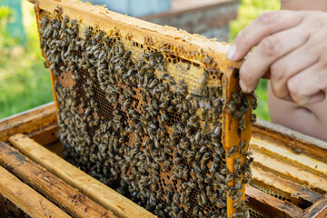 The beekeeper checks the hive. Looks at bees in the sun.