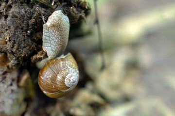 Snail creeping up an old rotted tree