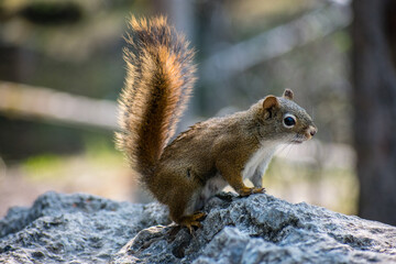 squirrel on a rock