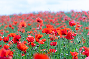 Fototapeta na wymiar Red poppy flower field. Beautiful natural landscape