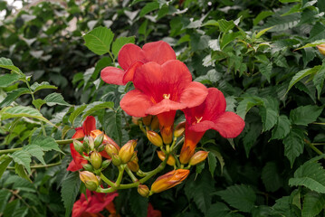 Chinese Trumpet Vine (Campsis grandiflora) in park, Crimea