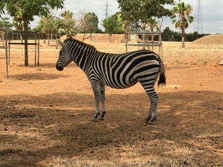 zebra