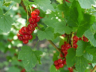 bunch of red currants