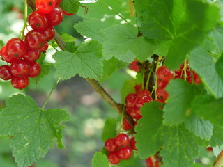 red currant berries on a branch in summer
