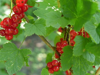 red currant berries on a branch in summer